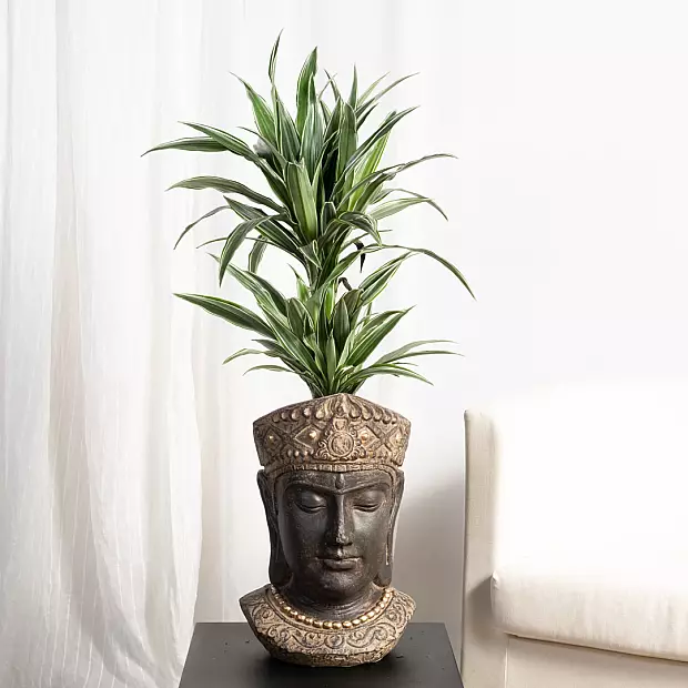 Dracena Warneckii