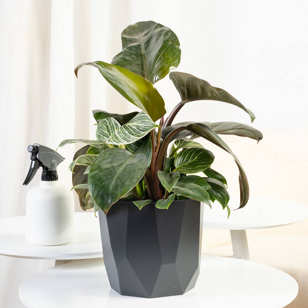 Philodendron Birkin