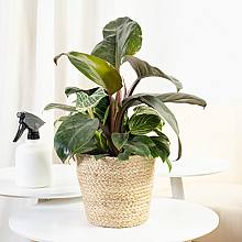 Philodendron Birkin