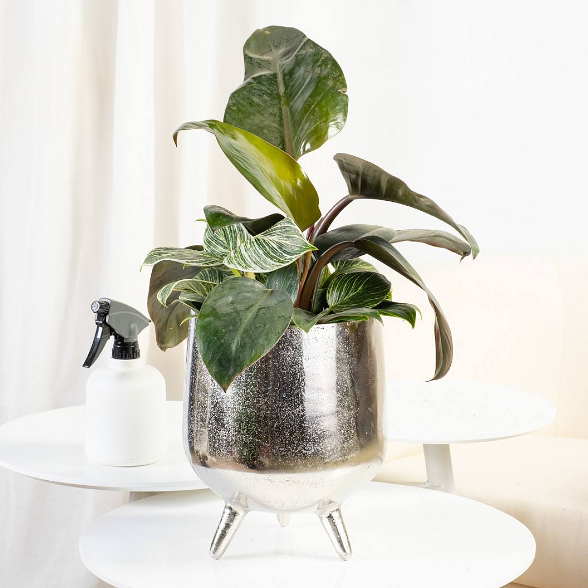 Philodendron Birkin