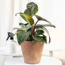 Philodendron Birkin