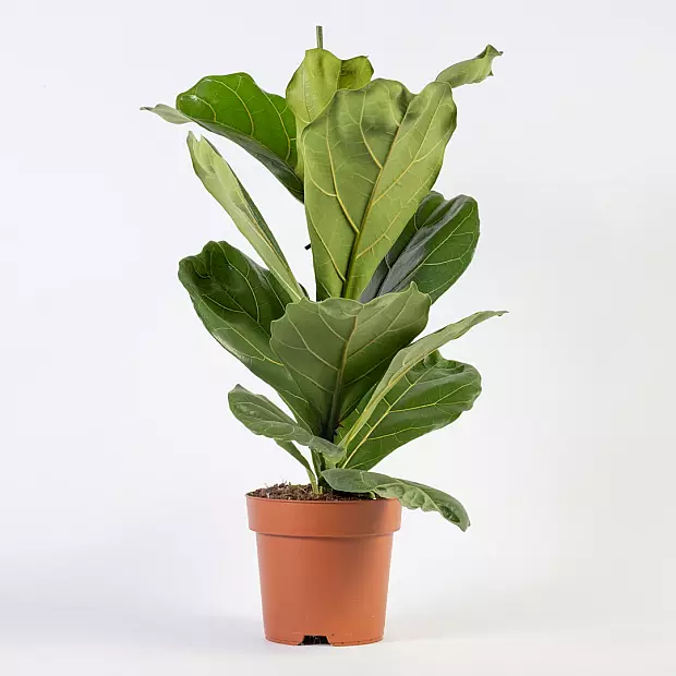 Fiddle Leaf Fig Tree