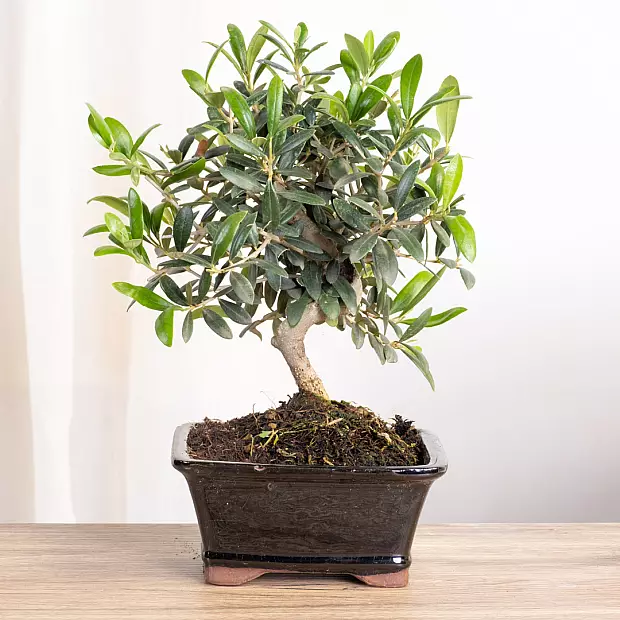 Bonsai Olivo 8 år gammal