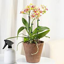 Orquídea Phalaenopsis Tigre