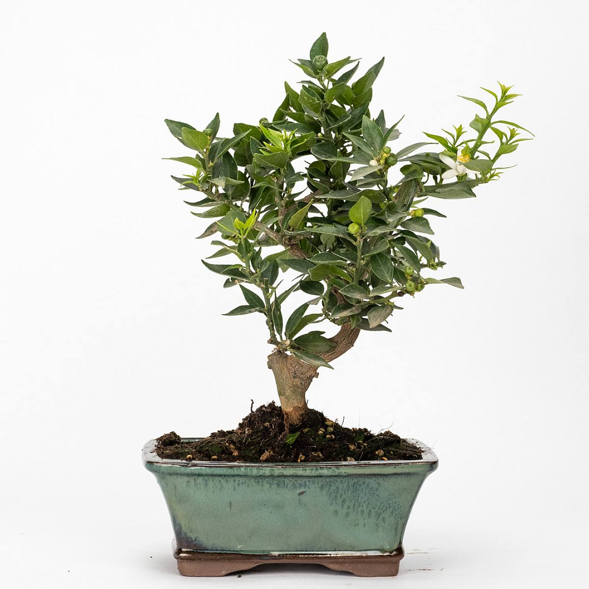 Bonsai 10 let Citrus myrtifolia