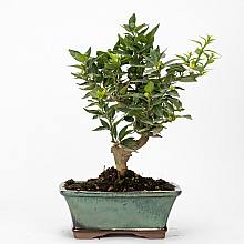 Bonsai 10 år Citrus myrtifolia