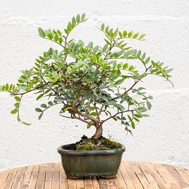 Bonsai 7 jaar oud Pistacia lentiscus