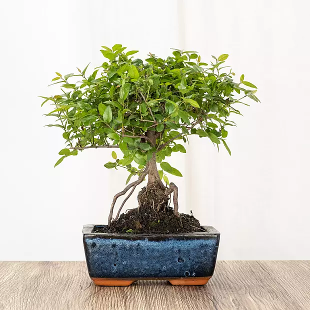 Bonsai Sageretia Theezans 5 år gammel