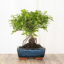 Bonsai Sageretia 5 anni related pic