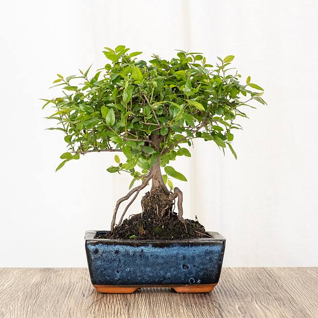 Bonsai Sageretia Theezans 5 Jahre alt