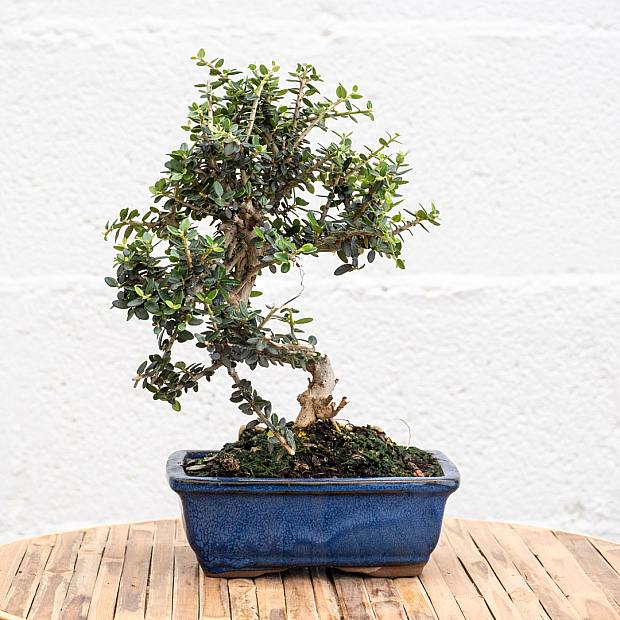 Bonsai Olivo 7 lat