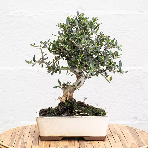 Bonsai Olivo 10 años