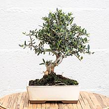 Bonsai Olea Eurpoea (10 years ... related pic