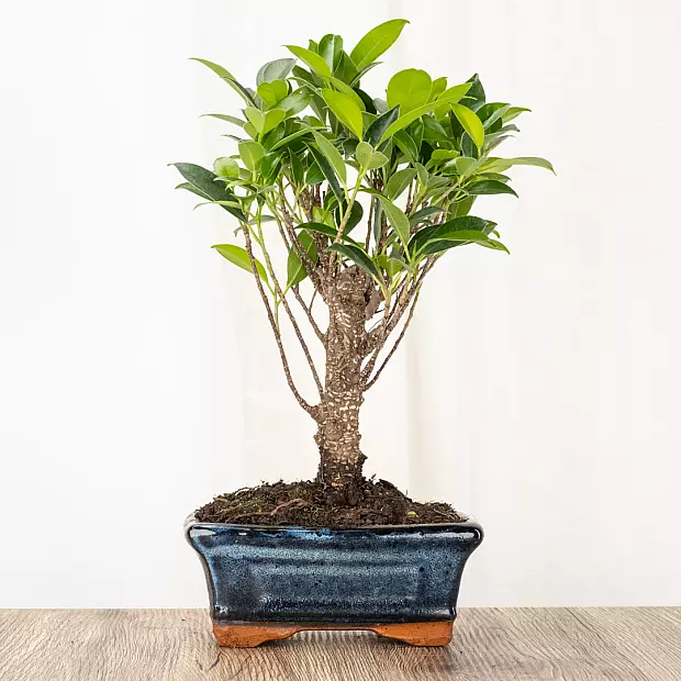 Бонсай Ficus retusa 5 лет