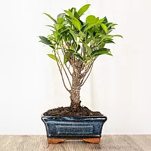 Bonsai Ficus retusa 5 Jahre al... related pic