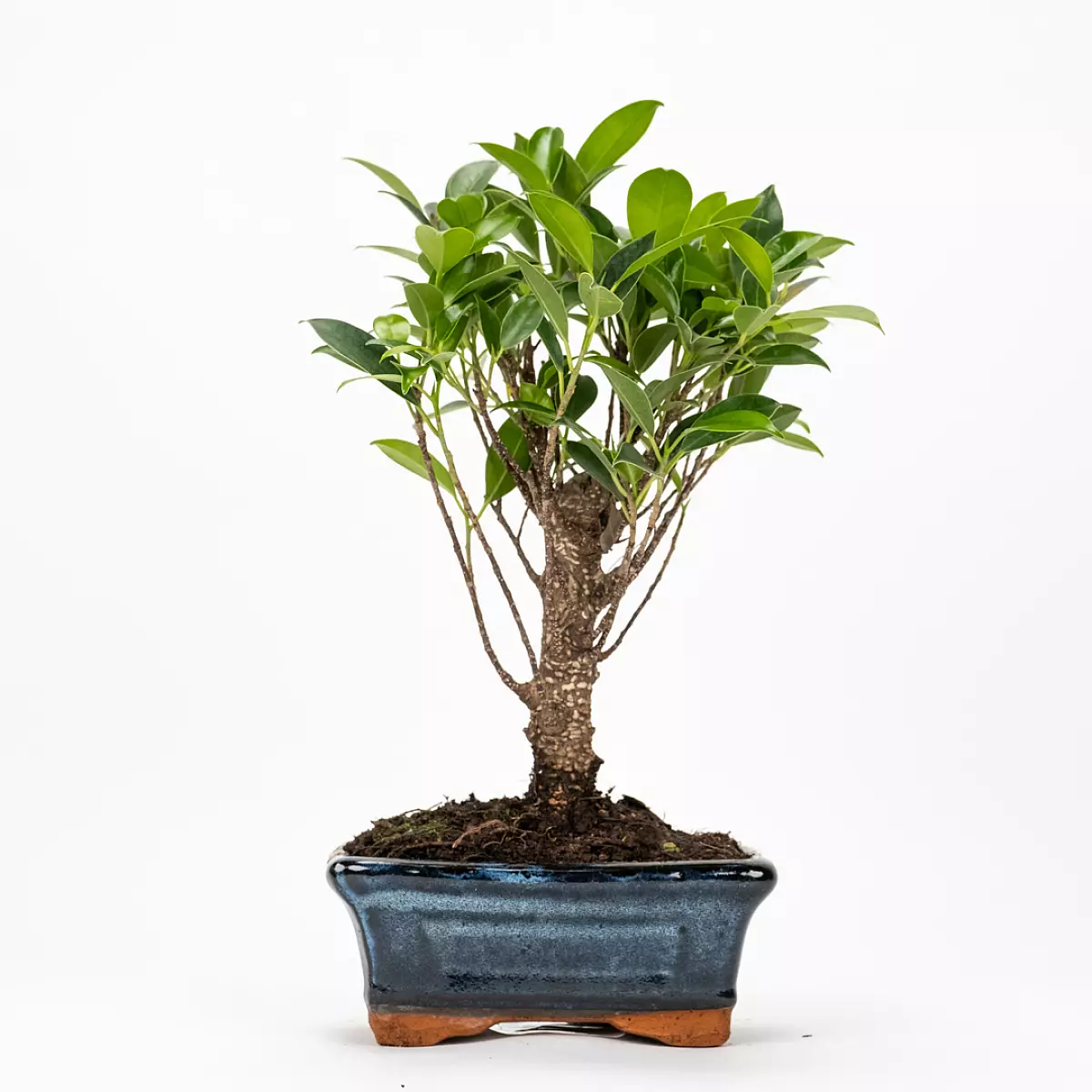 Bonsai Ficus retusa 5 ans