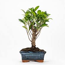 Bonsai Ficus retusa 5 anni