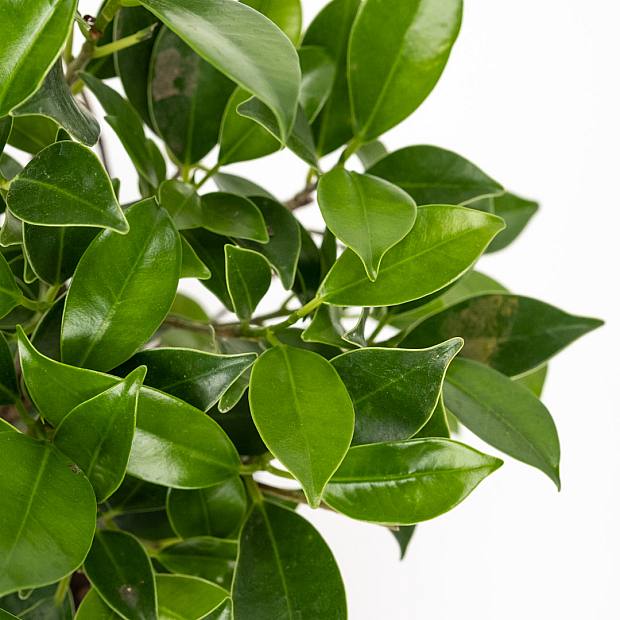 Бонсай Ficus retusa 5 лет