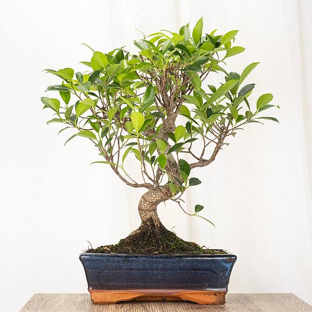 Bonsai Ficus 10 jaar oud