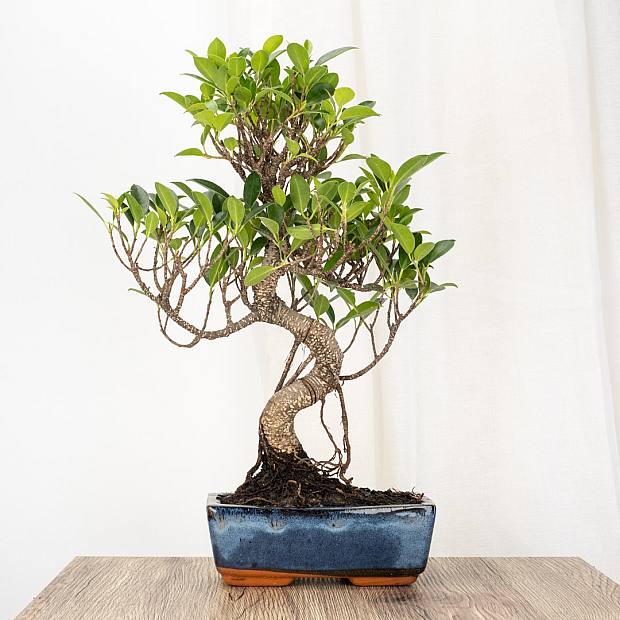 Bonsai Ficus retusa 8 anos de idade