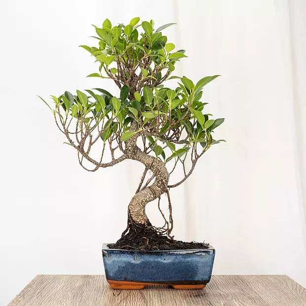 Bonsai Ficus retusa 8 lat