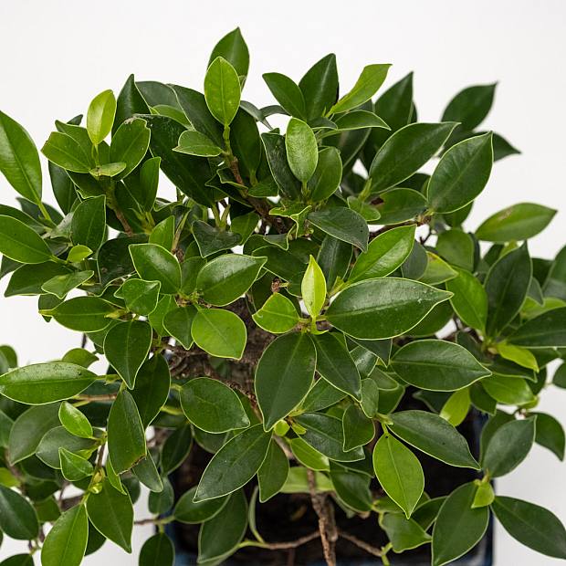 Bonsai Ficus retusa 8 jaar oud