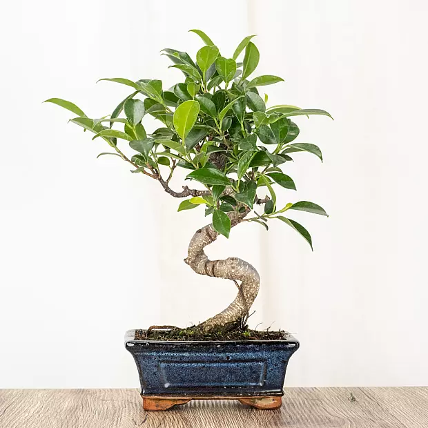 Bonsai Ficus retusa 6 jaar oud