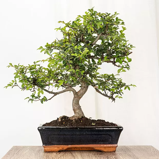 Bonsai Zelkova 10 år gammal