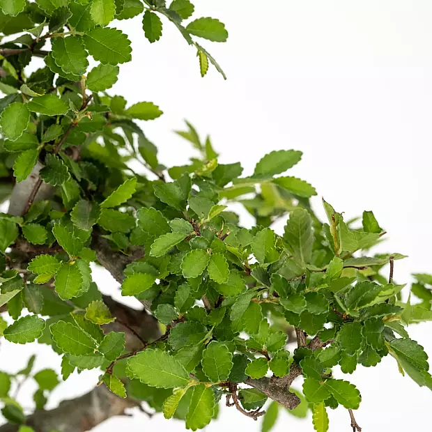 Bonsai Zelkova 10 anos de idade