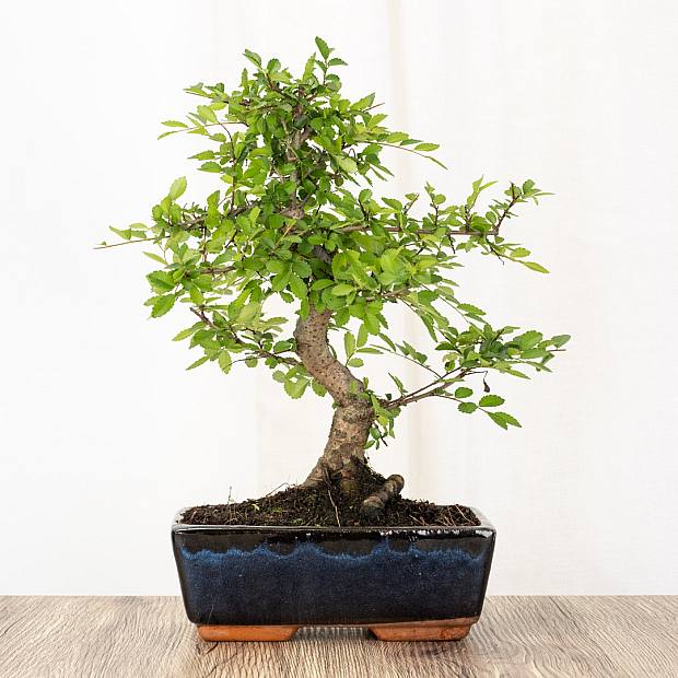 Bonsai Zelkova 8 ans