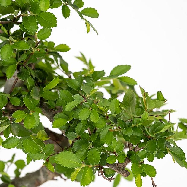 Bonsai Zelkova 8 ans