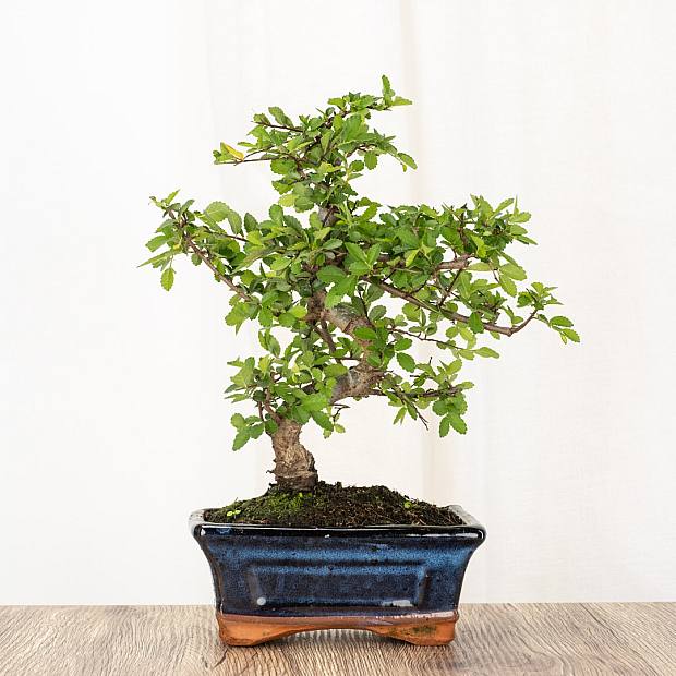 Bonsai Zelkova (6 years old)