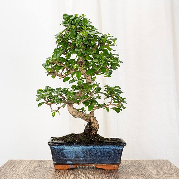 Bonsai Carmona 8 år gammel