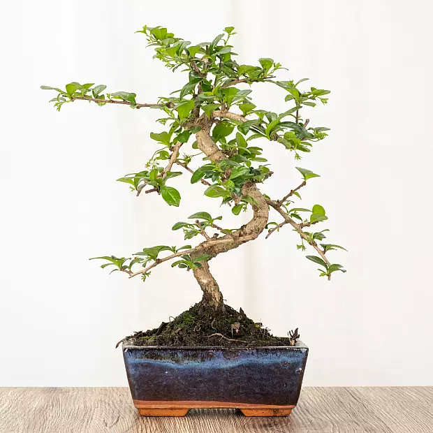 Bonsai Carmona 6 años