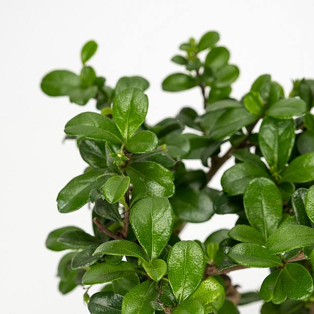 Bonsai Carmona (6 years old)