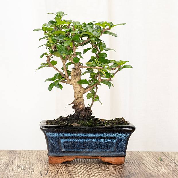 Bonsai Carmona 5 lat