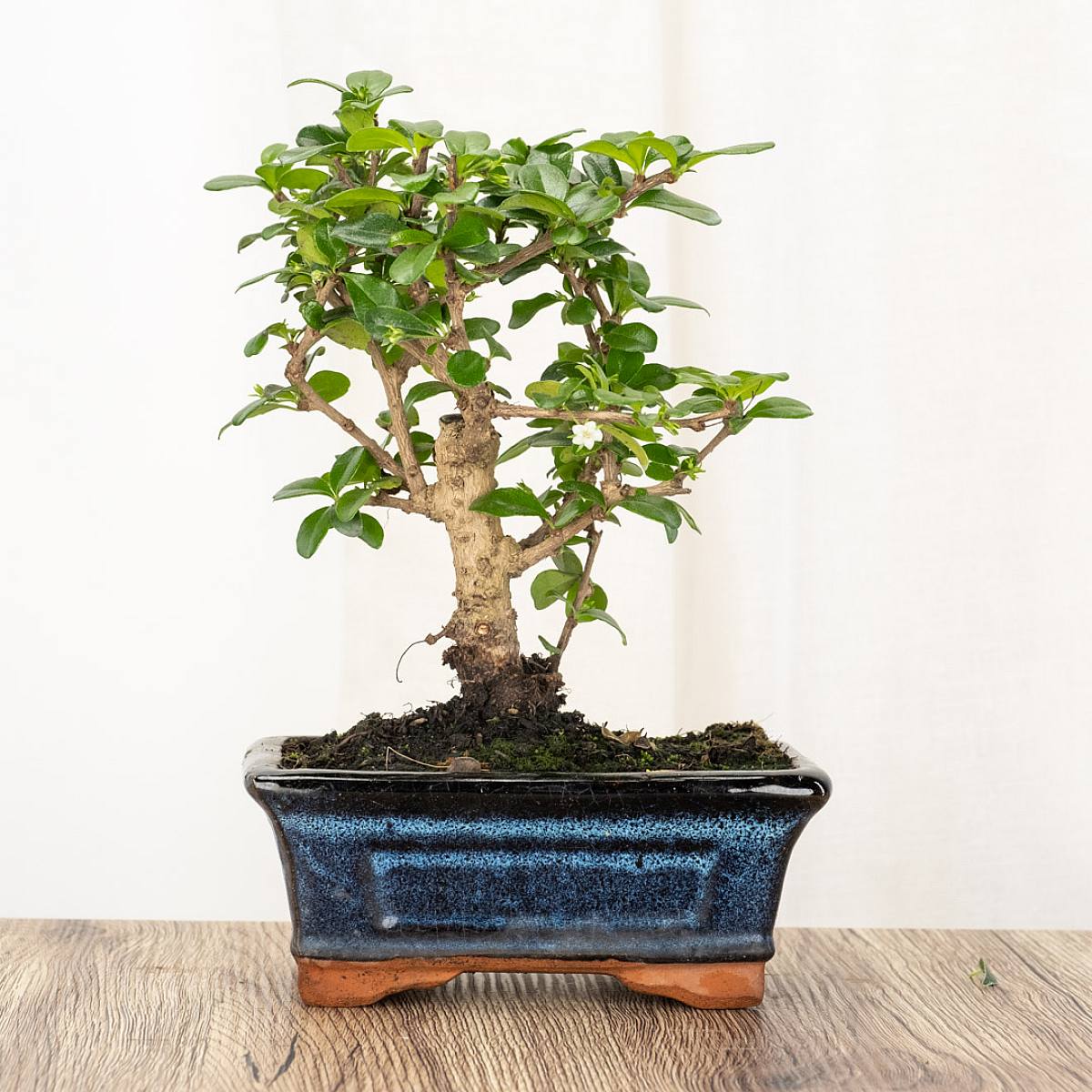 Bonsai Carmona 5 years