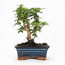 Bonsai Carmona 5 years