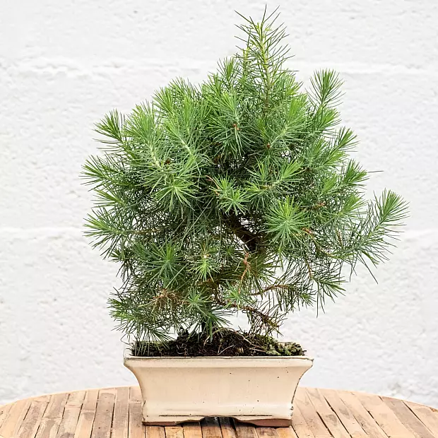 Bonsai 7 years old Pinus halepensis