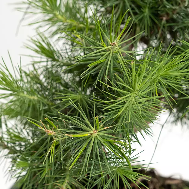 Bonsái 7 años Pinus halepensis