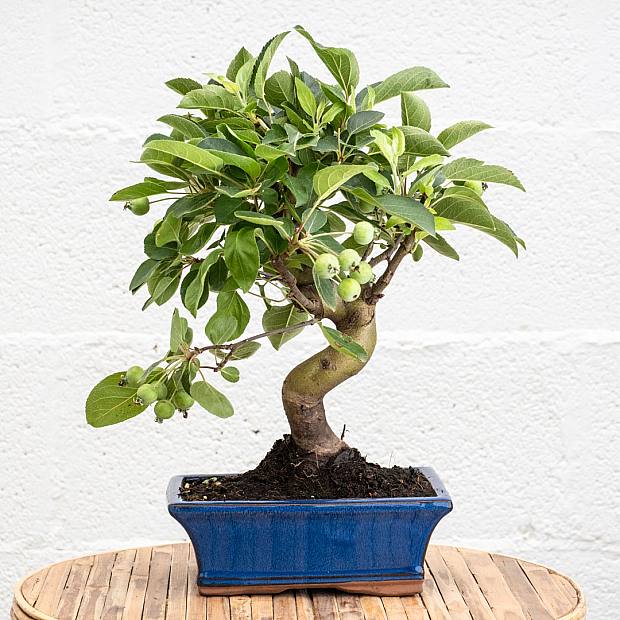 Bonsai 7 år gammel Malus sp