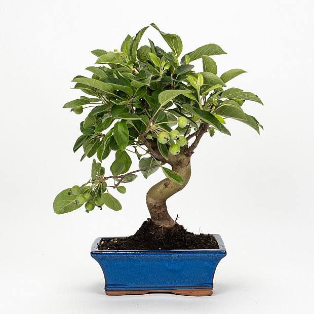 Bonsai 7 år gammal Malus sp