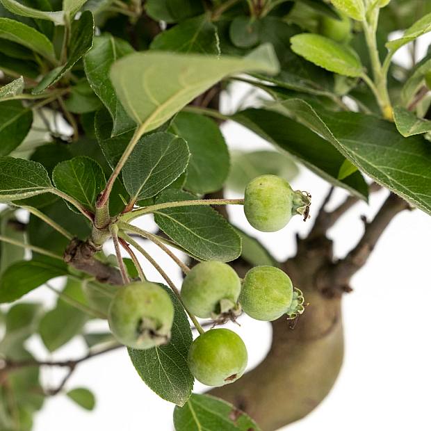 Bonsai 7 år gammel Malus sp