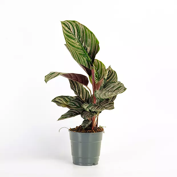 Calathea Sanderiana XL