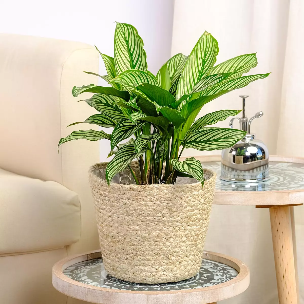 Calathea Vitata