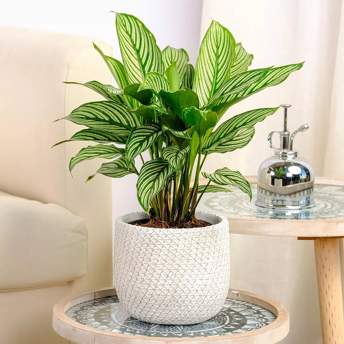 Calathea Vitata