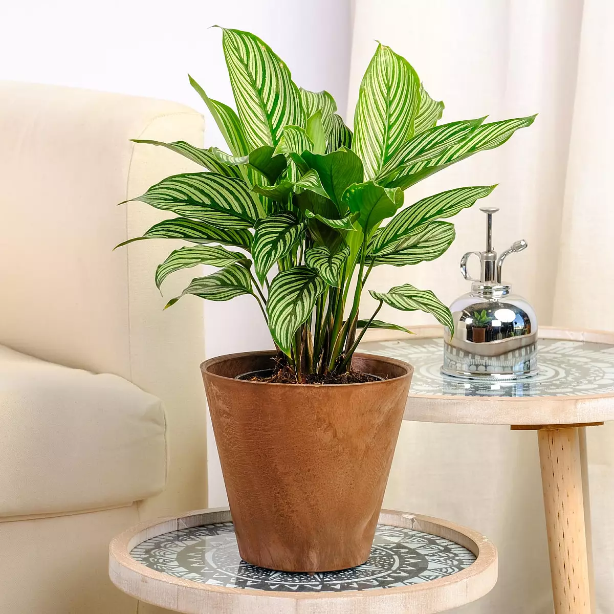 Calathea Vitata