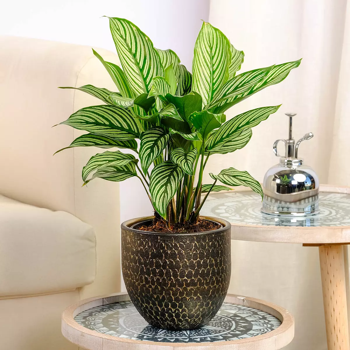 Calathea Vitata