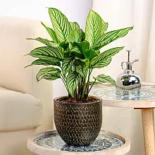 Calathea Vitata