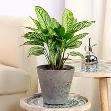 Calathea Vitata